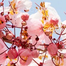 TFTS is a non-profit NGO dedicated to the promotion, propagation, & preservation of #TropicalFloweringTrees. Hosting 86th Royal Poinciana Fiest https://t.co/N4aD2SNaiJ