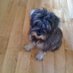 Bearhead64 (@schnauzerbear16) Twitter profile photo Bearhead64 (@schnauzerbear16) Twitter profile photo