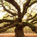 Lowcountry Living (@lclivin) Twitter profile photo