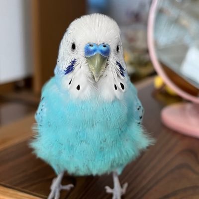 セキセイインコゆめ7歳♂ 成長記録メインです🐦 2023.11.22保護猫 おかかお迎え🐈⸒⸒⸒⸒ 成猫♀ ゆっくりと我が家に慣れてくれるように  ゆめ安全第一にお世話しております。