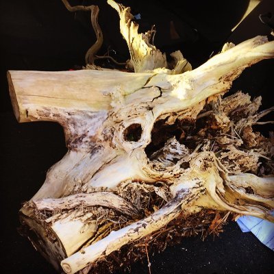 beespuzzle's profile picture. 