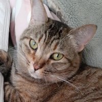 元気ない🇵🇸🍉 (@gemki71) 's Twitter Profile