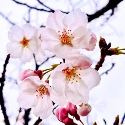 yayoi__0404's profile picture. 