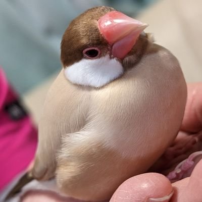 R6産まれの二世に振り回されるDA PUMP強火推し貴腐人のオタクライフ。審神者、にわかやきう狂。🐮#21#14#18#7🎏#14🐲#30#1🦊#18LA#18
フォロリムはお任せ。文鳥様こそ人類を統治すべき存在。