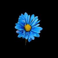 Mavi (@mavidkab) Twitter profile photo