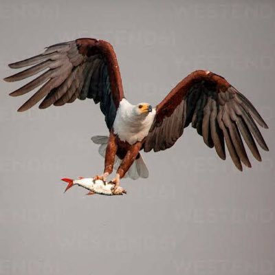 Vocifer_'s profile picture. 🇹🇿🇰🇪||Real Estates 🏠|| Manchester Utd 🔴⚪️ || LA Lakers 🟣🟡|| Ball is my Best therapy 🏀 ||