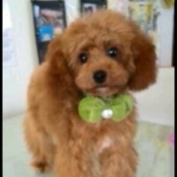 ロビンℛ 𝒪 ℬ ℐ𝒩️🩵🍚 (@robinsensei_) 's Twitter Profile