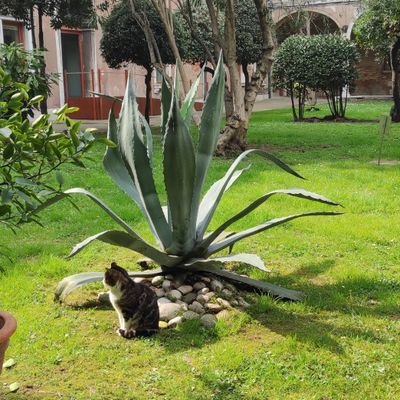 CinciaTweets's profile picture. I read, eat, doodle and very rarely, I sleep.