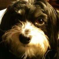 Badass Spy Balloon (@doctorhavanese) 's Twitter Profile