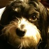 DoctorHavanese's profile picture. We have to hang together. Reposts=“everyone needs to see this.” Like=“thank you for posting this.” All my follows are organic; chosen 1 at a time. No DMs.