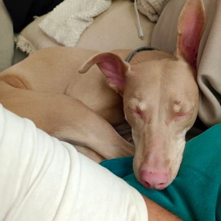 AmadorTmole's profile picture. .