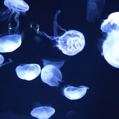 born_haraniku's profile picture. 久々浮上。お酒、料理、テレビっ子。