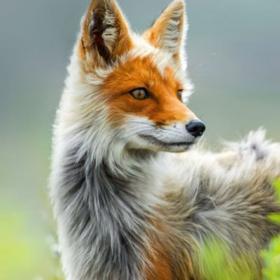 FoxLifeVisuals Profile Picture
