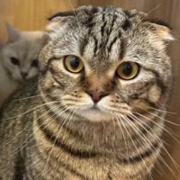 ALT (@at80em) 's Twitter Profile