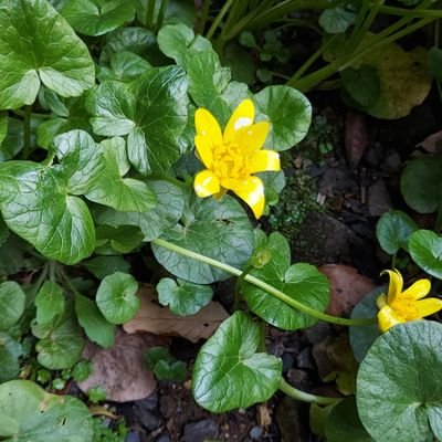 48VqkKSmSi48702's profile picture. 10匹の保護猫と闘病中の旦那を支える為、3足のワラジを履きRYO🪙の大爆発を待ち侘びる鳥取県人です😍🙆