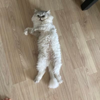 piyakpiyak412's profile picture. 너는 내가 걷는 모든 이유 / ... 데못죽,,