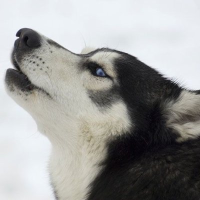 conscripted_red's profile picture. nada de especial por aqui