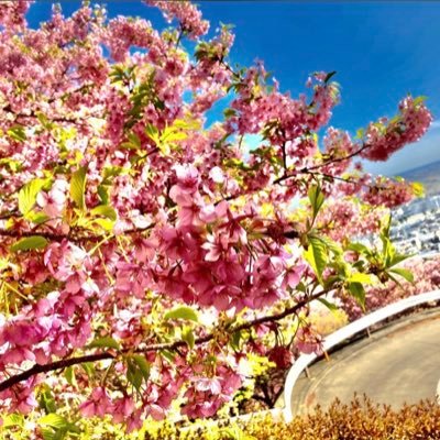 yoshitotani's profile picture. カトリック都筑教会聖歌隊:アルト etc... TCM音楽文化教育専攻卒