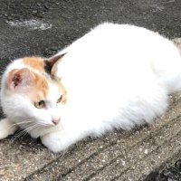 アベノシンパ (@abenosympa) Twitter profile photo