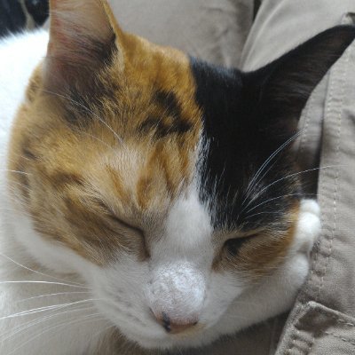 umadurahageoji's profile picture. 2024.2.10原発性骨髄線維症と診断/中間Ⅱリスク 予後3年/お酒は飲めない/軽くエアガンいじったり猫とじゃれたり/そんなおじさんのつぶやき/六四天安門･天安門事件←BOT対策