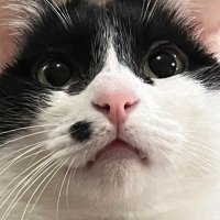 らん様🍙⚫︎ (@ranran_oto) 's Twitter Profile Photo