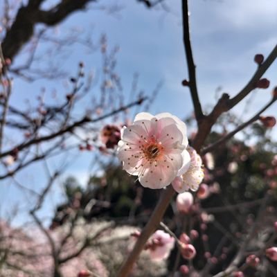 学校図書館司書１年目の新人の素人。何もわからないまま時が過ぎていく。どうして引き継ぎがないのだ。ノウハウがないため、学びのために力をお貸しいただきたく…無言フォロー失礼します🙇