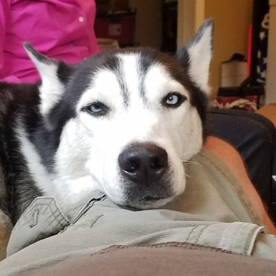 The_Husky_Knows Profile Picture