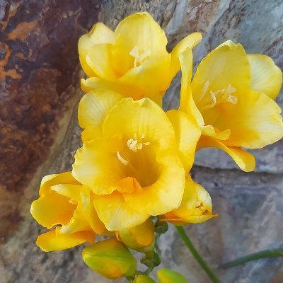 colonizer_12972's profile picture. 