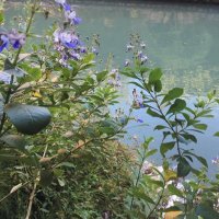 حصة الغانم (@haalghanim) Twitter profile photo