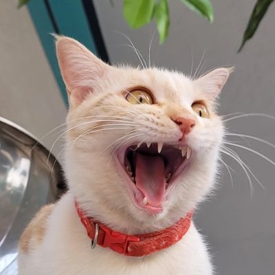 pegmafia's profile picture. woe is meeee :3