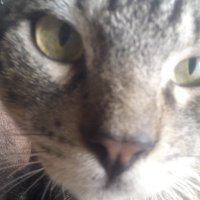Hermann (@hermanhss54) 's Twitter Profile Photo
