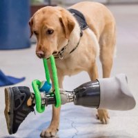 ECAD Service Dogs(@ECADServiceDogs) 's Twitter Profile Photo