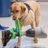 ECADServiceDogs's profile image