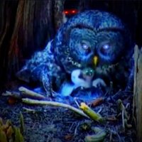 Night Owl (@fieldofdreams04) 's Twitter Profile Photo Night Owl (@fieldofdreams04) 's Twitter Profile Photo