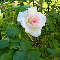 Dr Crystina Wyler (@dialogue_works) 's Twitter Profile Photo