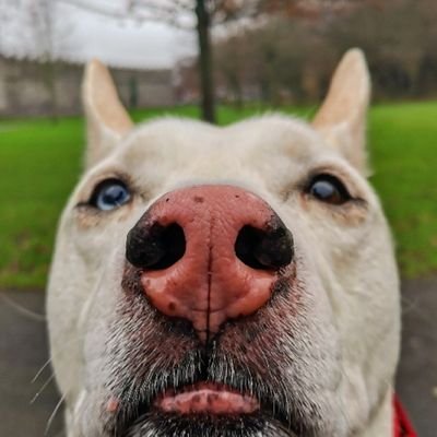 Gryffindoggos Profile Picture