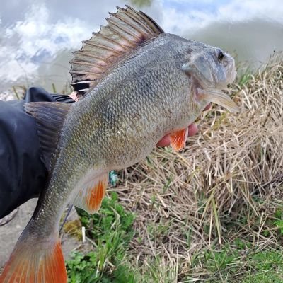 Fishing mad! Lake River canal....fish for anything that swims! Loving lockdown perch! 4 times fish o ladies qualifier 1 time runner up..Instagram Gemmamatthews4