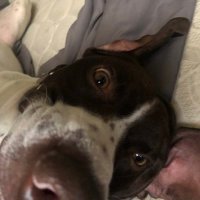 Chase (@chasee_3) 's Twitter Profile
