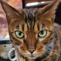 Kitty Chaos - Exotic cats 🐈🐾 (@martins_kitties) 's Twitter Profile