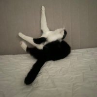 BigCat (@pluttbug69) 's Twitter Profile