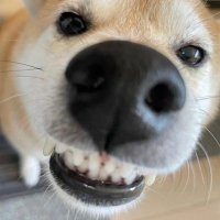 Helfy0 (@helfy01) 's Twitter Profile