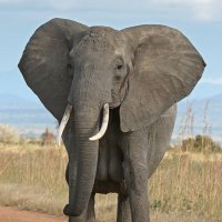 Hathi Haters ka Baap (@hathihaters) 's Twitter Profile