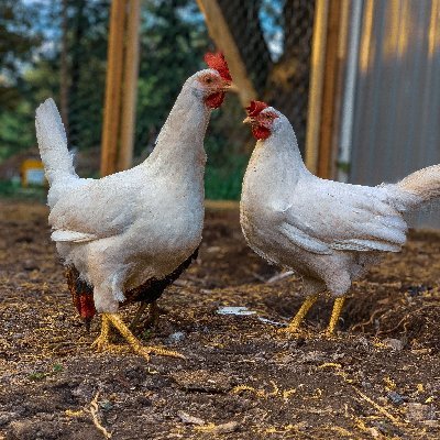 Hello, we are Outcast Ranch. We raise chickens for fun and for the eggs and now we live stream them 24/7!!!