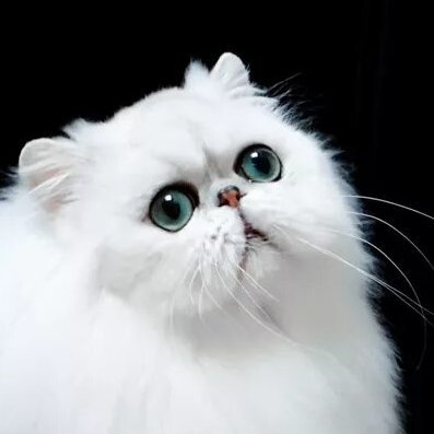 CaliphateNow's profile picture. True intellectual among many fake ones! PhD in Political Philosophy from Trump University.