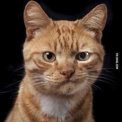 JackiePost29's profile picture. 25th Amendment NOW!