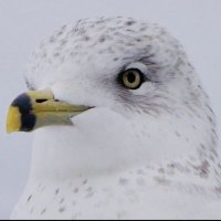 SEEGULLLLL (@jasonfindlay5) 's Twitter Profile