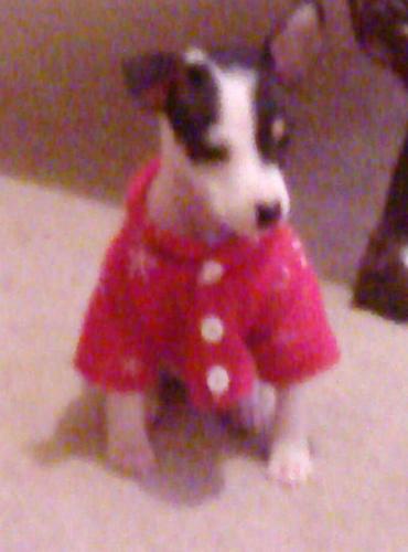 lsingram's profile picture. Hi, I'm Lisa. I love my puppies, and I'm lovenAmerica first, not last.
My blue check is not to make money, it is a symbol of support for free speech