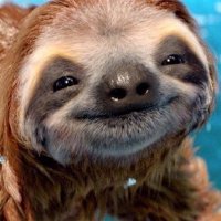 Sloth(@TheWinkySloth) 's Twitter Profile Photo