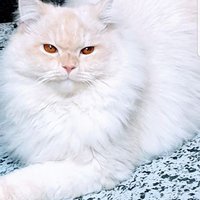 Dr Ahmed Said (@ahmedsaidabdo12) 's Twitter Profile