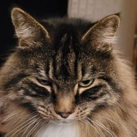Fluffy Cat🇨🇦🇬🇧🏴‍☠️🩸(@FluffyScowls) 's Twitter Profile Photo